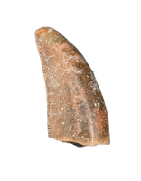 Theropod Tooth from the Mid Jurassic, Madagascar