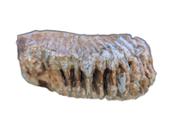 Woolly Mammoth Tooth, Europe
