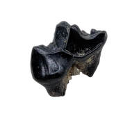 Mammal Tooth(Molar), Hell Creek Formation
