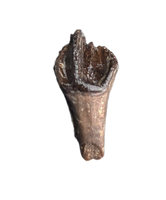 Pristine Leptoceratops Tooth from the Hell Creek Formation of