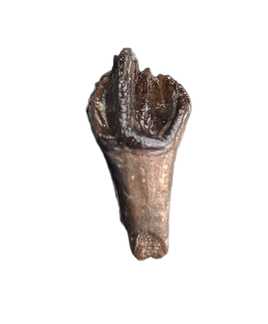 Pristine Leptoceratops Tooth from the Hell Creek Formation of