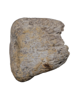Nodosaur (Edmontonia?) Armor (Scute), Judith River Formation