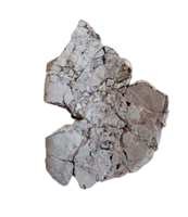 Phytosaur Armor Scute, Chinle Formation