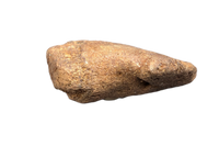 Edmontosaurus Claw (Ungal), Hell Creek Formation