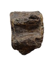 Stegosaur Cervical Vertebra, El Mers Formation