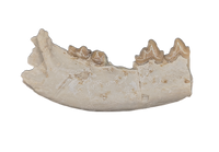 Hesperocyon (dog ancestor) Jaw Section with Teeth