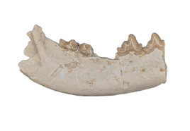 Hesperocyon (dog ancestor) Jaw Section with Teeth