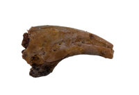 Theropod Dinosaur Hand Claw, Kem Kem