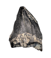 Archaic Whale Tooth (Agorophius?), 29-30 Million Years Old