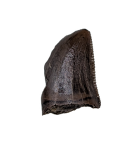 Juvenile Tyrannosaurus Rex Tooth