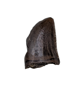 Juvenile Tyrannosaurus Rex Tooth