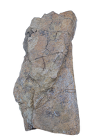 Triceratops Quadrajugal, Skull Bone
