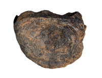 Stegosaurus Caudal Vertebrae, Morrison Formation
