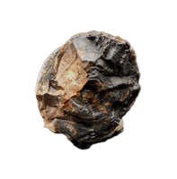 Fat Deinosuchus (Crocodile) Tooth from Texas