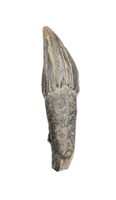 Platanistidae? (River Dolphin) Tooth, Calvert Formation, 15-27 Million Years Old