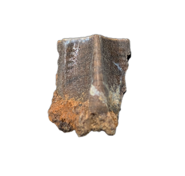 Edmontosaurus Tooth