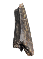 Daspletosaurus Tooth, Two Medicine Formation