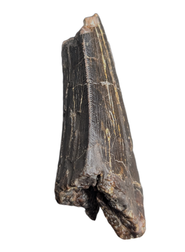 Daspletosaurus Tooth, Two Medicine Formation