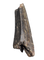 Daspletosaurus Tooth, Two Medicine Formation