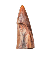 Triassic Dinosaur (Gojirasaurus?) Tooth