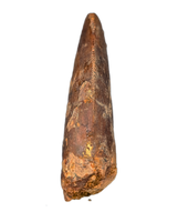 Carcharodontosaurus Tooth