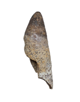 Unique Mammal Tooth, Hell Creek Formation