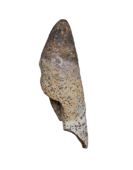 Unique Mammal Tooth, Hell Creek Formation