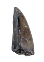 Allosaurus Pre Max Tooth,  Morrison Formation