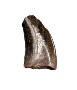 Nanotyrannus Tooth