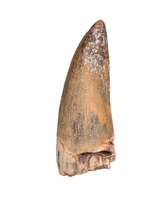 Suchomimus Tooth with Some Visible Serrations