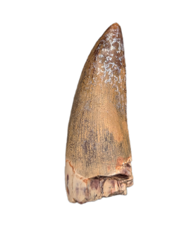 Suchomimus Tooth with Some Visible Serrations