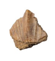 Rhabdodon Tooth
