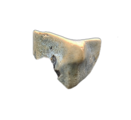 Hadrosauridae Tooth, Javelina Formation, Texas