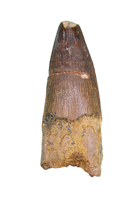 Spinosaurus Tooth