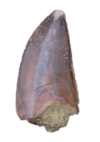 Majungasaurus Tooth