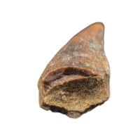 Odd Theropod Tooth Section from the Hell Creek Formation