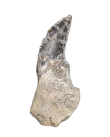 Theropod Dinosaur Tooth, El Mers Formation