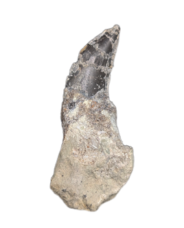 Theropod Dinosaur Tooth, El Mers Formation