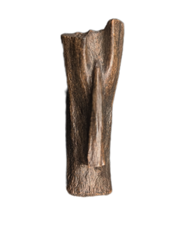 Struthiomimus Tail Vertebra, Hell Creek