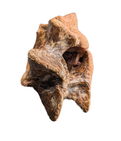 Theropod Dinosaur Vertebra Process, Kem Kem