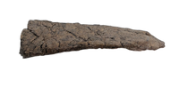 Torosaurus Frill Section