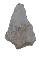 Triceratops Frill Section