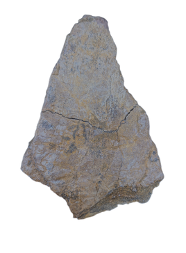 Triceratops Frill Section