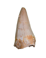 Platecarpus Tooth, Morocco (Mosasaur)