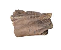 Pterosaur Azhdarchidae (Infernodrakon?, Quetzacoatlus?) Partial Vertebra