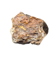 Iguanodont Tooth, England, Early Cretaceous