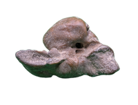 Dolphin (Kentrodontidae) Ear Bone, Calvert Formation, 15-27 Million Years Old