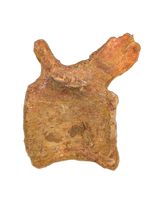 Spinosaurus Tail Vertebra