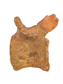 Spinosaurus Tail Vertebra