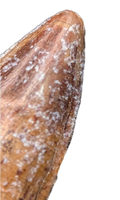 Suchomimus Tooth with Some Visible Serrations